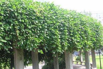 香港宝典全年资料