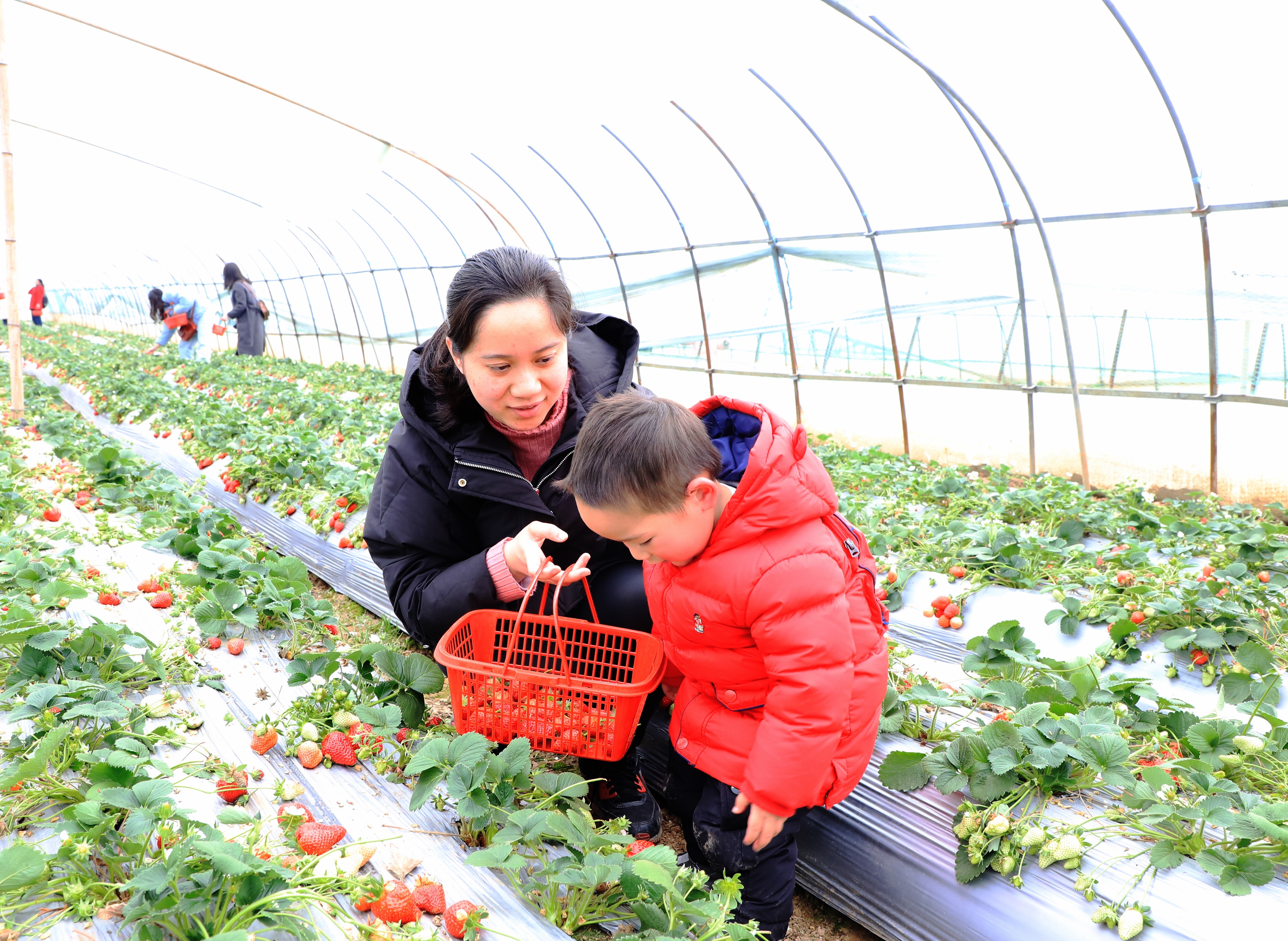 香港宝典全年资料