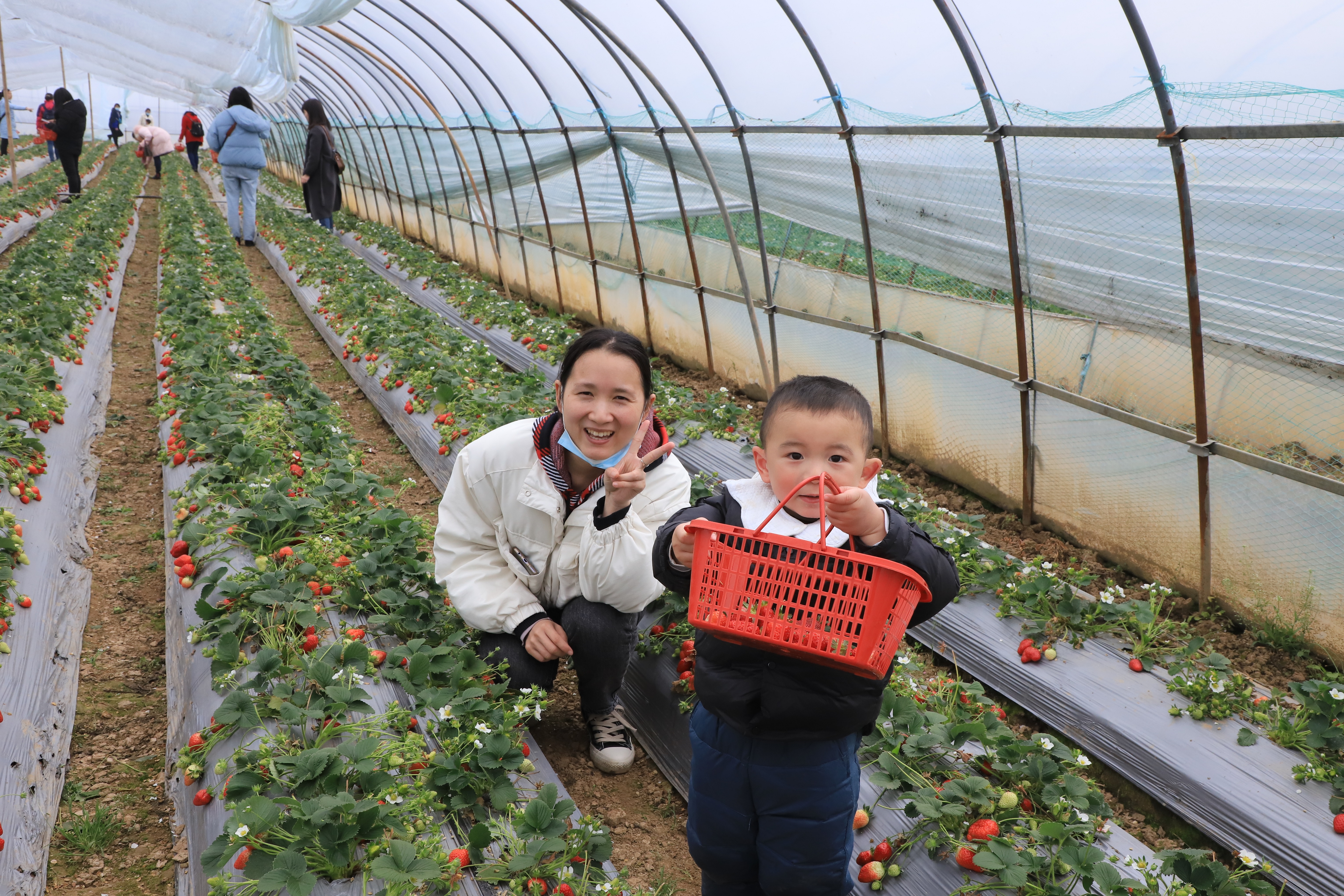 香港宝典全年资料